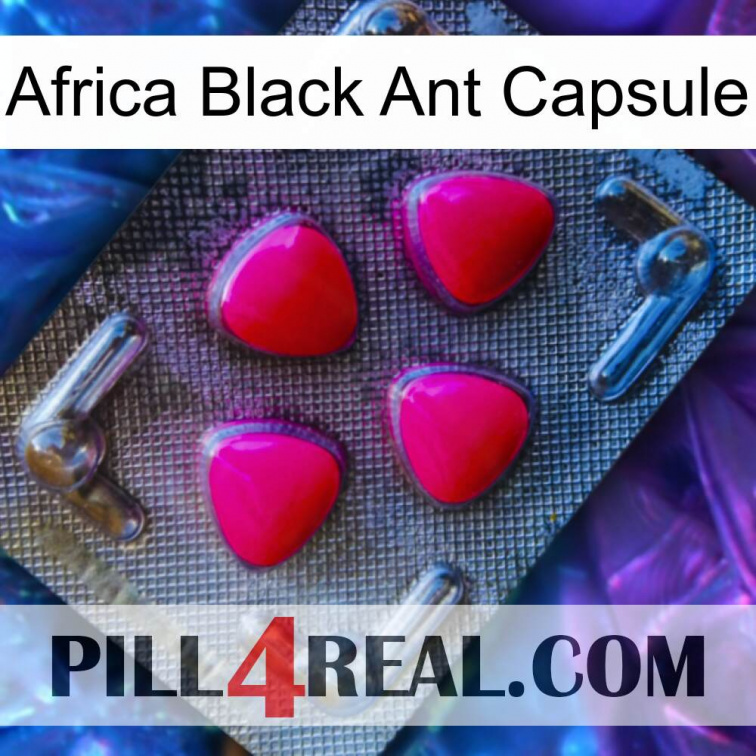 Africa Black Ant Capsule 13